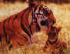 Click on tigers for a large image.