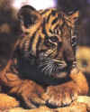 Click on tiger for a large image.