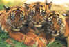Click on tigers for a large image.