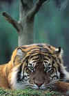 Click on tiger for a large image.