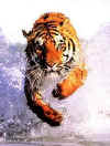 Click on tiger for a large image.