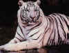 Click on tiger for a large image.