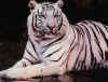 Click on tiger for a large image.
