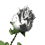 Animated white rose. Our garden features animated flowers including animated roses and animated sunflowers.