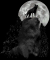Wolves howl at moonlight. Moonlight features constellation and star animation, animated animals at night, moon animation, campfire animation, and more.