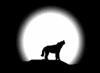 Wolf howling in the moonlight. Moonlight features constellation and star animation, animated animals at night, moon animation, campfire animation, and more.