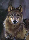 Click on the timber wolf for a large image.