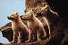 Click on the wolves for a large image.