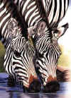 Click on the zebras for a large image.