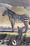 Click on the zebras for a large image.