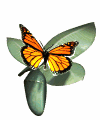 Great Blue Marble has monarch butterfly animation. The Insect Garden features insect animations, insect images, insect cartoons, insect facts, insect superlatives, and flower animations. Insects include butterflies, bees, wasps, mantises, ants, mosquitos, and dragonflies.