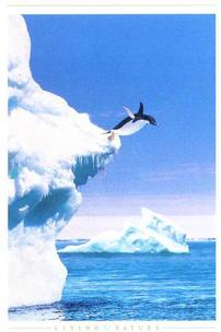 Click here to order the Penguin Jump poster, or to view other penguin posters.
