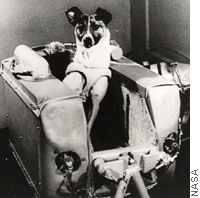A female Russian dog named Laika was the first animal in space, sent on Sputnik II on November 3, 1957.