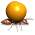 Animated ant with an orange. Ants show a highly developed social organization and complex behavior patterns.