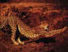 Click on cheetah for a large image.