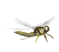 Animated dragonfly. Dragonflies (member of Odonata) generally fly near water, feeding on insects they catch in flight.