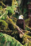 Click on the eagle for a large image.