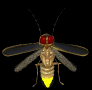 The firefly is nocturnal (active at night). Fireflies emit light by the oxidation of luciferin. The animated firefly image shows the light coming from a firefly.