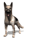 German Shepherd Dog.