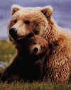 Click on the grizzly bears for a large image.