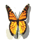 Animated monarch butterfly. Butterflies are an insect of the division Rhopalocera, of the order Lepidoptera.