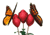 Animated monarchs resting on red roses. The monarch butterfly migrates thousands of miles each year from Canada to Mexico.