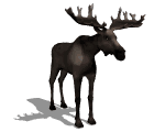 Hi. I am a moose. I live only in North America and I am known for my very large antlers.