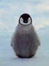 Click on the penguin for a large image.