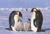 Click on the penguins for a large image.