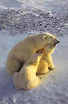 Click on the polar bears for a large image.