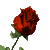 Animated red rose. Our garden features flower animations including animated roses and animated sunflowers.