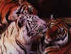 Click on tigers for a large image.