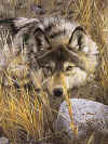 Click on the wolf for a large image.